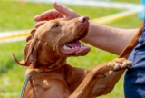 13 Ultimate Dog Breeds For Emotional Support