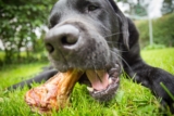 13 Wildly Weird and Kind of Gross Dog Chews Explained