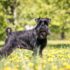 11 Shadowy Dog Breeds That Linger Quietly Nearby