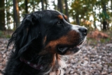 15 Adventure-Ready Dog Breeds Built For The Trail