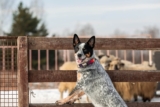 15 Brave Dog Breeds That Just Work