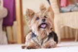 15 Dog Breeds That Aged in Years but Stayed Puppy-Level Cute