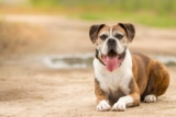 15 Dog Breeds That Carried Your Childhood in Their Paws