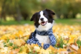 15 Dog Breeds That Constantly Steal Blankets, Socks, And Hearts