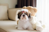 15 Dog Breeds That Do Well In Apartments