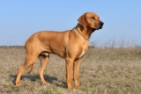15 Dog Breeds That Instinctively Watch Over You