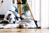 15 Dog Breeds That Love Lazy Days Indoors