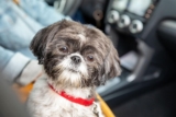 15 Dog Breeds That Love Riding Shotgun On Car Rides