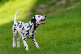 15 Eager Dog Breeds That Try Their Best