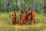 15 Family-Loving Dog Breeds That Love Big Gatherings