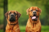 15 Guard Dog Breeds That Are Fiercely Devoted Forever