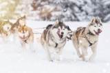 15 Hardy Dog Breeds That Are Built for Cold Weather Fun