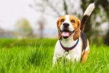 15 Joyful Dog Breeds That Radiate Pure Happiness