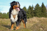 15 Large Dog Breeds That Look Like They Stepped Out of an Epic Fantasy Saga