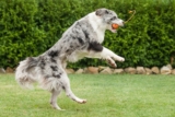 15 Lively Dog Breeds That Keep Their Puppy Spirit