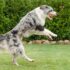 15 Brainy Dog Breeds That Learn So Fast