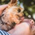 11 Loving Dog Breeds That Know When You Need Comfort