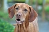 15 Most ‘Confident’ Dog Breeds That Hold Their Own in Any Situation