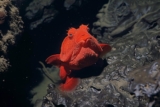 15 Most Mysterious Deep-Sea Creatures Scientists Still Can’t Explain
