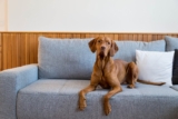 15 Sleek Dog Breeds for Laid-Back Living