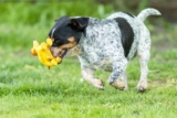 15 Smart Dog Breeds That Outthink Their Toys