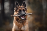 15 Smart Dog Breeds With a Strong Work Ethic
