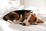 15 Snoozy Dog Breeds That Look Adorable While Sleeping