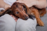 15 UItimate Dog Breeds That Are ‘Natural-Born’ Cuddlers