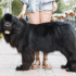 11 Dog Breeds That Are Surprisingly Low Odor