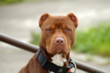 15 of The ‘Most Common’ Dog Breeds Found In Shelters