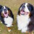 Pet Sitting Versus Dog Boarding: Pros and Cons
