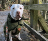 Dog Living With Homeless Owner Gets His First Taste Of Peace
