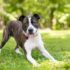 How Often Do Puppies Pee? What To Know About Puppy Bladders