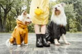 19 Best Raincoats For Dogs