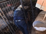 22 Dogs Rescued From Suspected Dog Fighting Operation, One Arrested
