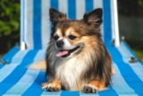 22 of The Top And ‘Easiest’ Dog Breeds To Take Care Of