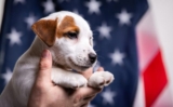 25 Last Minute Memorial Day Dog Deals