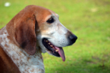 4 Best Dog Weight Loss Supplements for American English Coonhounds