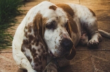 4 Best Dog Weight Loss Supplements for Basset Hounds
