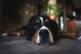 4 Best Dog Weight Loss Supplements for Bernese Mountain Dogs