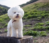 4 Best Dog Weight Loss Supplements for Bichon Frises