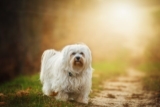 4 Best Dog Weight Loss Supplements for Havanese