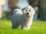 4 Best Dog Weight Loss Supplements for Maltese