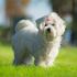 4 Best Dog Weight Loss Supplements for Lhasa Apsos