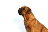 4 Best Dog Weight Loss Supplements for Mastiffs