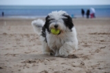 4 Best Dog Weight Loss Supplements for Old English Sheepdogs