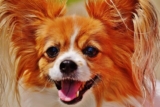 4 Best Dog Weight Loss Supplements for Papillons