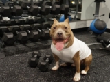 4 Best Dog Weight Loss Supplements for Pit Bulls