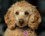 4 Best Dog Weight Loss Supplements for Poodles