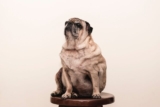 4 Best Dog Weight Loss Supplements for Pugs